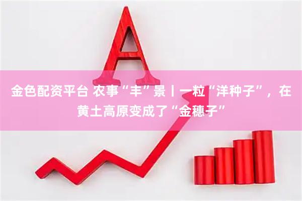 金色配资平台 农事“丰”景丨一粒“洋种子”，在黄土高原变成了“金穗子”
